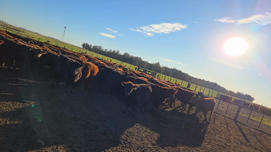 Lote 50 Vaquillonas/Vacas con cría en Buenos Aires, Ayacucho