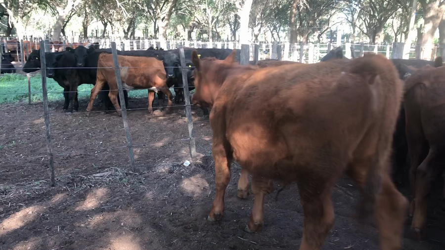 Lote 10 Terneros en Daireaux, Buenos Aires