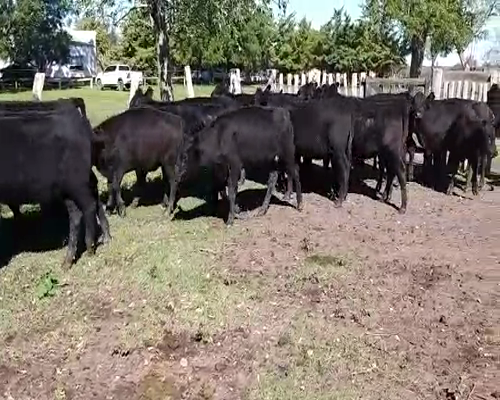 Lote 60 Terneros/as en Villaguay, Entre Ríos