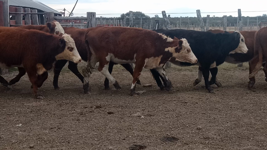 Lote 85 Vaquillonas en Corrientes, Curuzu Cuatia