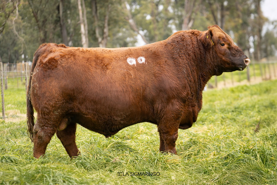Lote TOROS ANGUS  PP