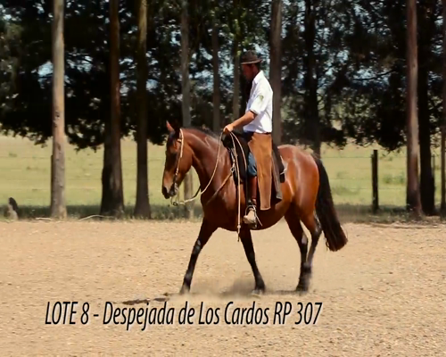 Lote DESPEJADA DE LOS CARDOS