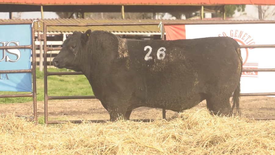 Lote TOROS ANGUS NEGROS  PC