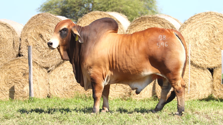 Lote LOTE 47