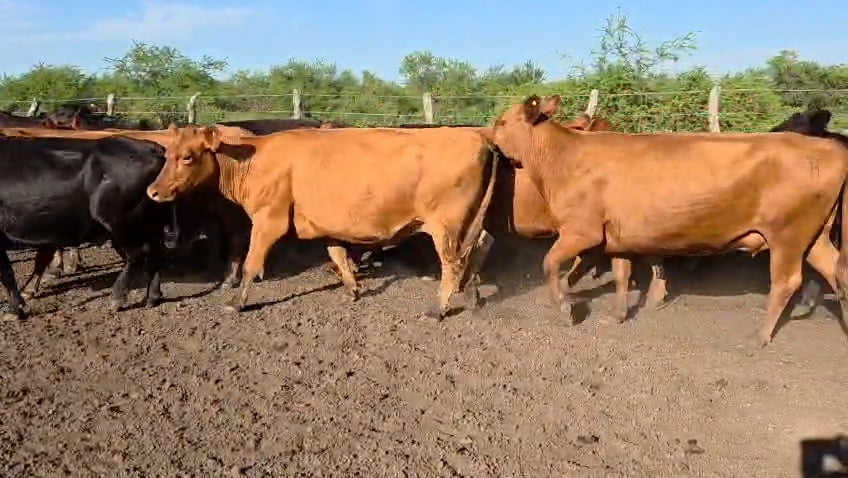 Lote 32 Vacas de invernar en Corrientes, Curuzu Cuatia