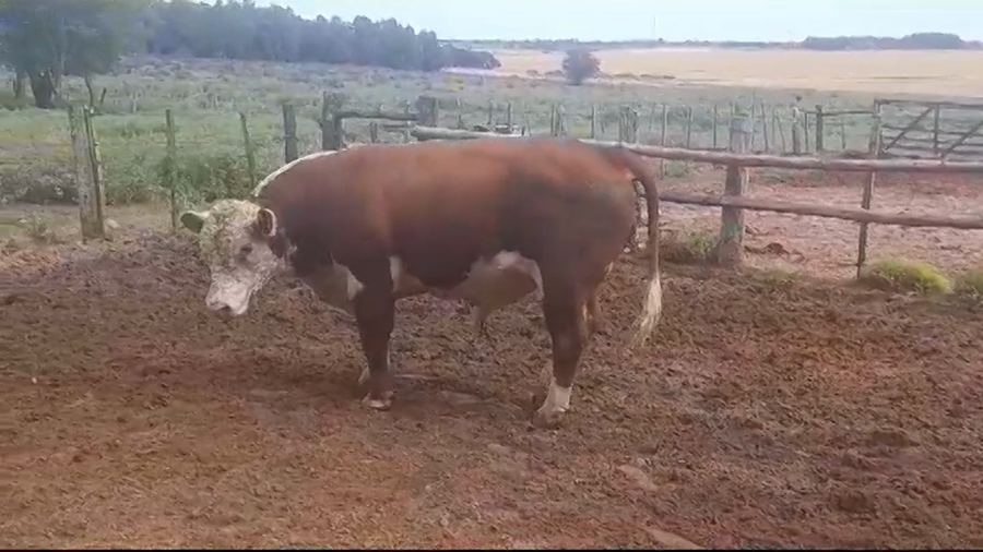 Lote Toros POLLED HEREFORD a remate en #39 Pantalla Carmelo en YOUNG