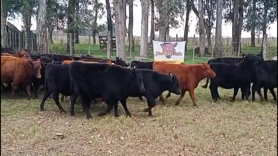 Lote 99 Terneros/as