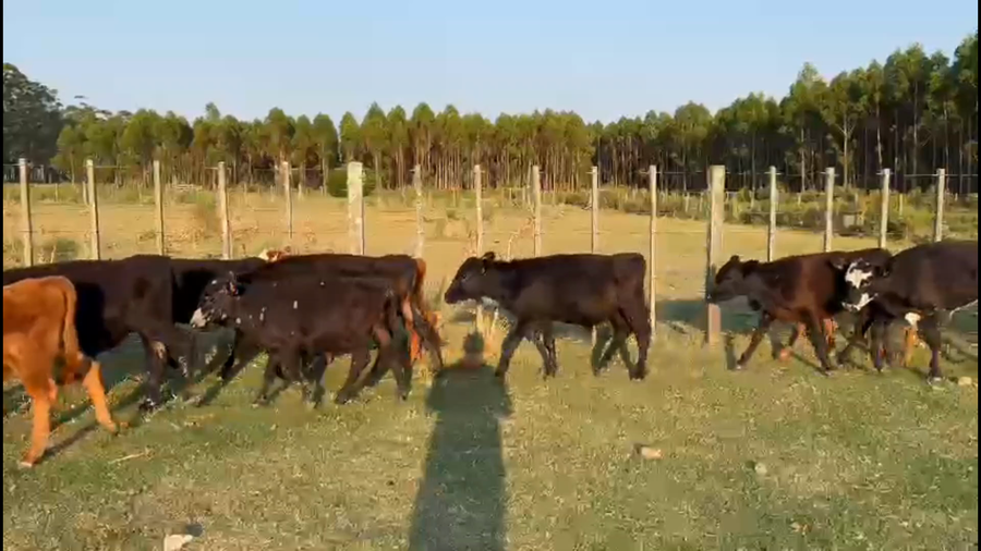 Lote 49 Terneros enteros en Maldonado