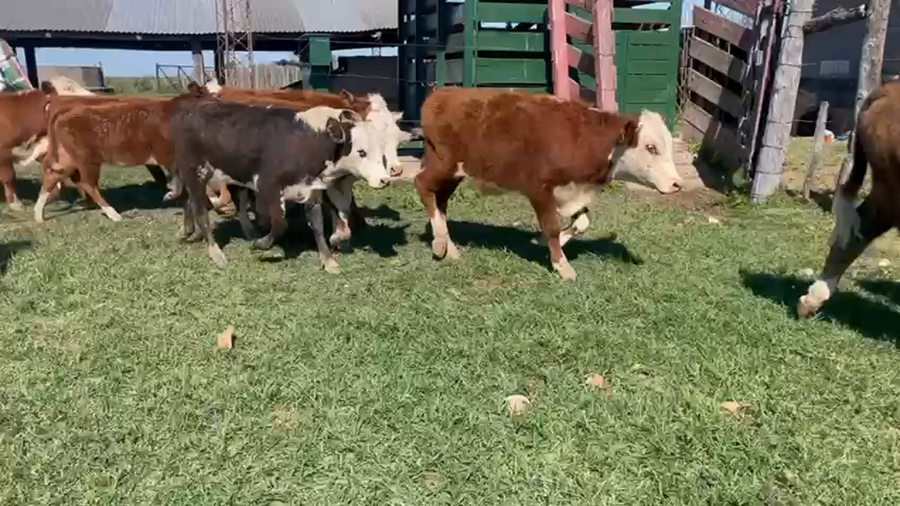 Lote 43 Terneros/as