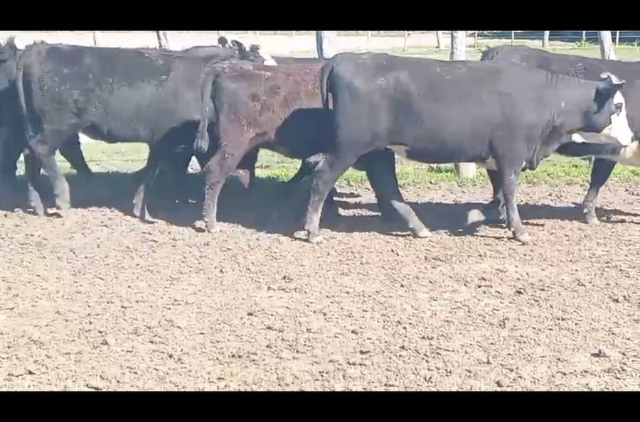 Lote 41 Vaquillonas en Corrientes, Curuzú-Cuatiá