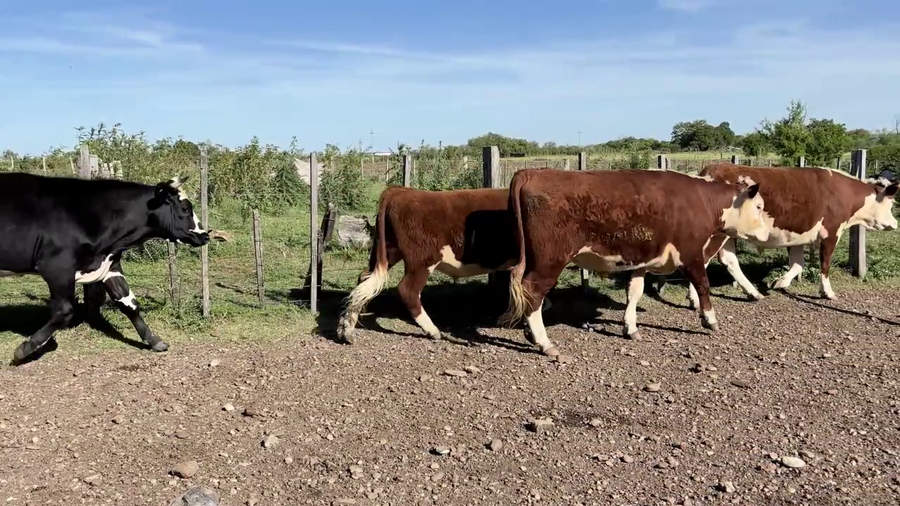 Lote NOVILLOS 2-3 AÑOS