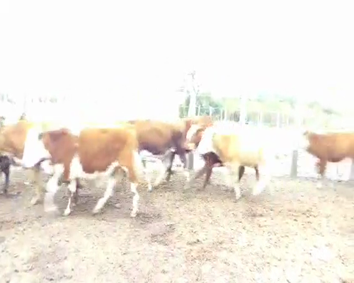 Lote 58 Novillos en Montefiore, Santa Fe