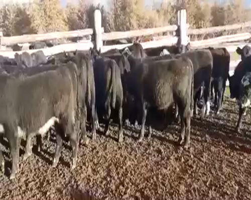 Lote 70 Ternero en XI Región Aysén, Coyhaique