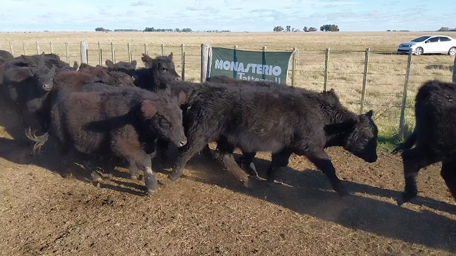 Lote 30 Terneras EN ITURREGUI
