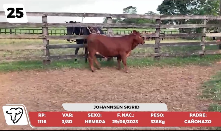 Lote LOTE 25