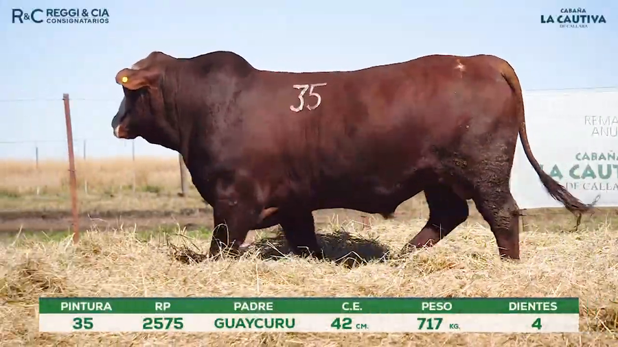 Lote Toros Braford controlados