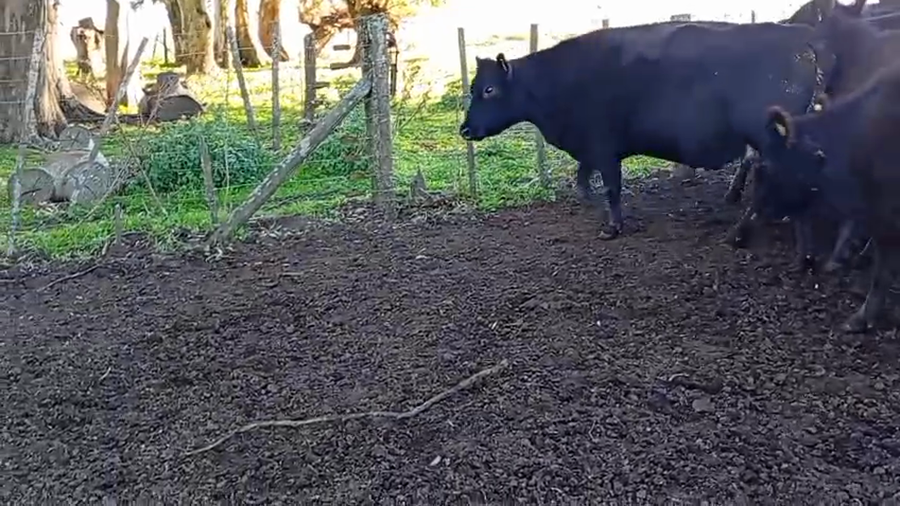 Lote 35 Vacas de invernar en Buenos Aires, Benito Juárez