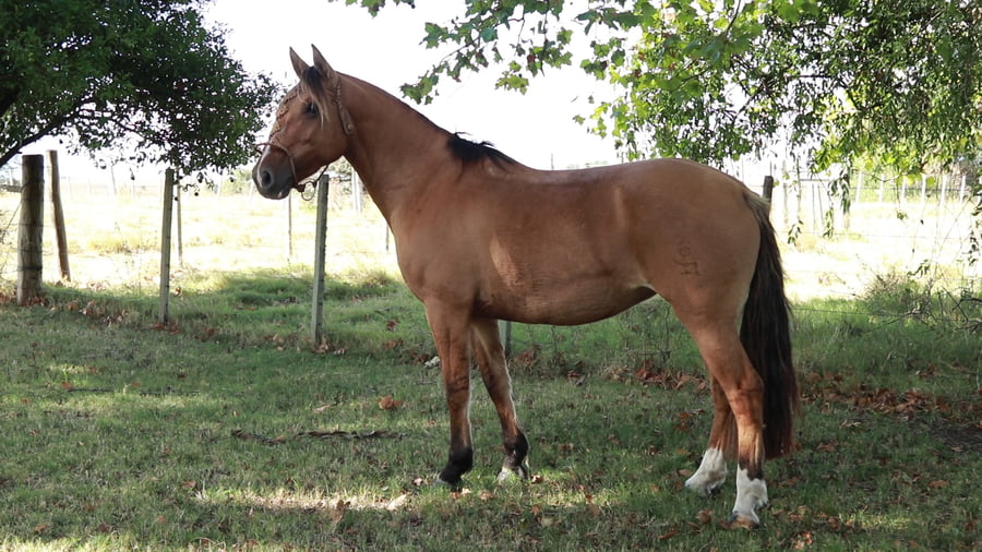 Lote Doña Chola ESPARTILLO