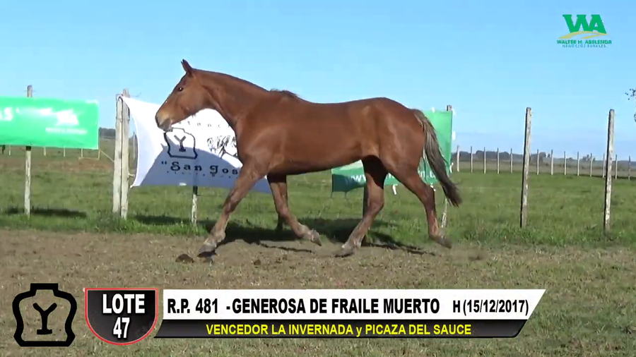 Lote GENEROSA DE FRAILE MUERTO