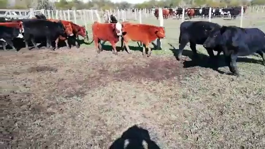 Lote 53 Terneros/as en Federal, Entre Ríos