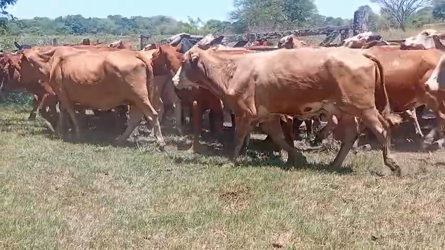 Lote 44 Vacas de invernar en Chaco, Laguna Blanca