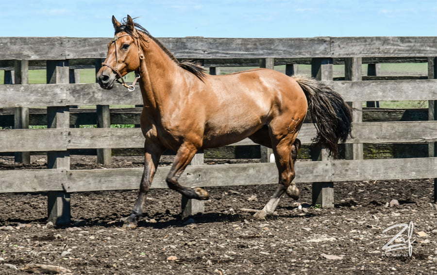 Lote La flecha Ñaquiñá
