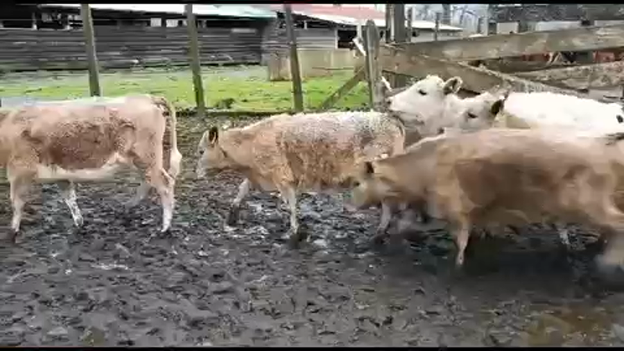 Lote 30 Ternera en Lago Ranco, XIV Región Los Ríos