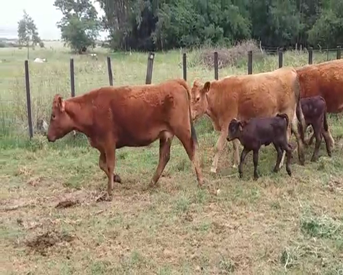 Lote (Vendido)6 Piezas de cría LIM/ AA en VIBORAS Y VACAS