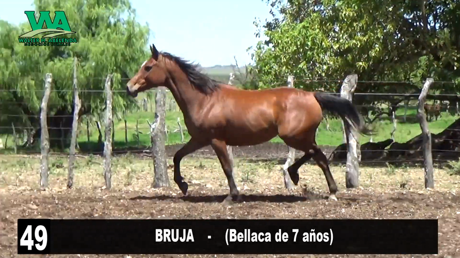 Lote BRUJA