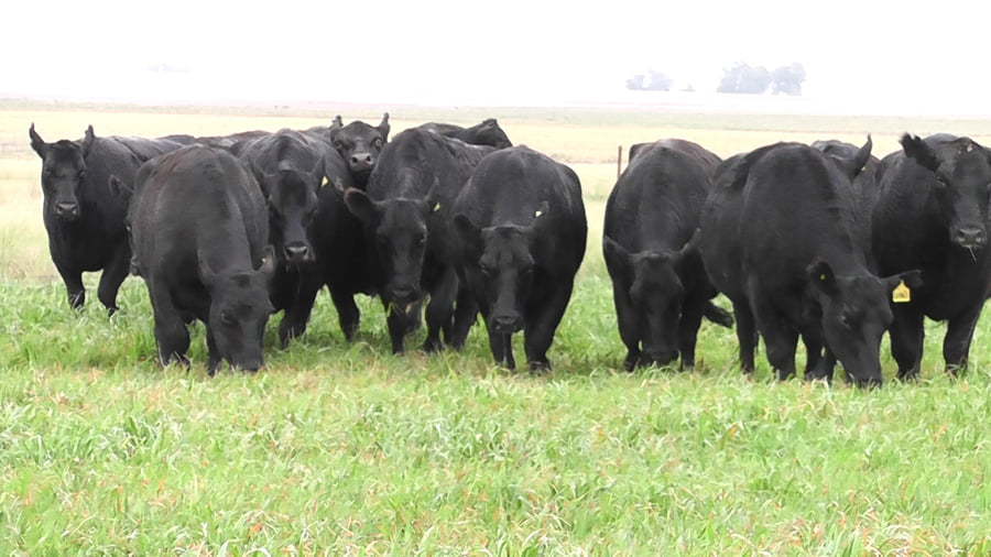 Lote VACAS A. ANGUS NEGRAS   P. CONTROLADAS C/ GTIA DE PREÑEZ
