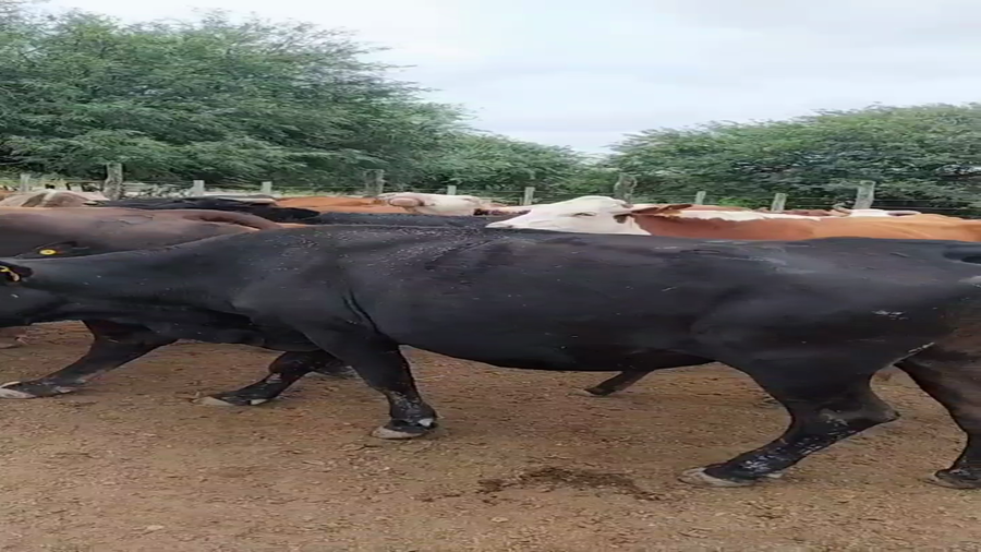 Lote 34 Vacas de invernar en Los Amores, Santa Fe