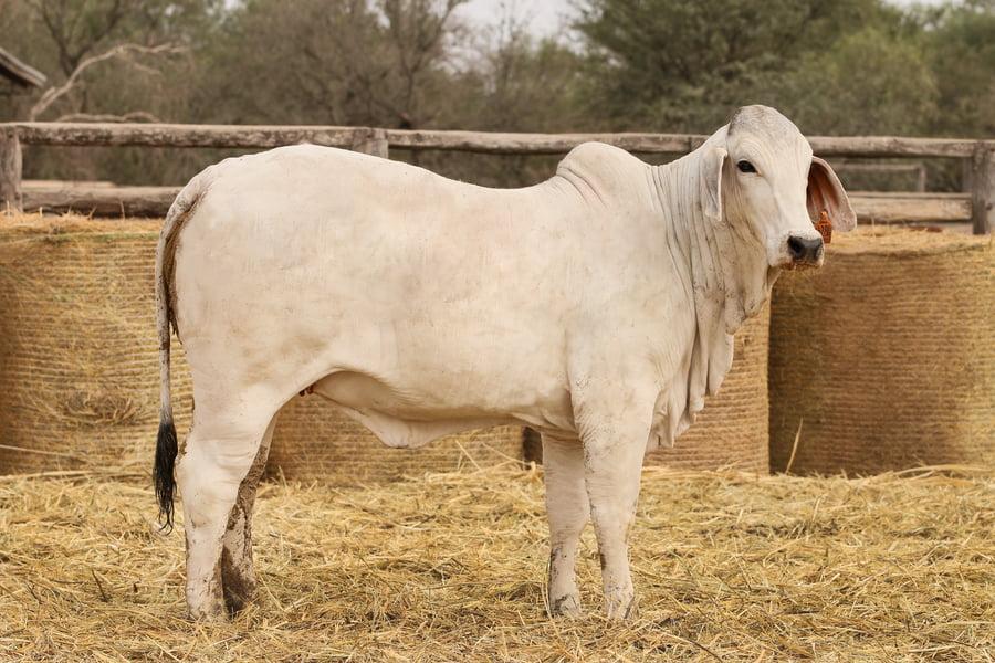 Lote LOTE 47