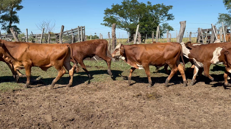 Lote 65 Terneros