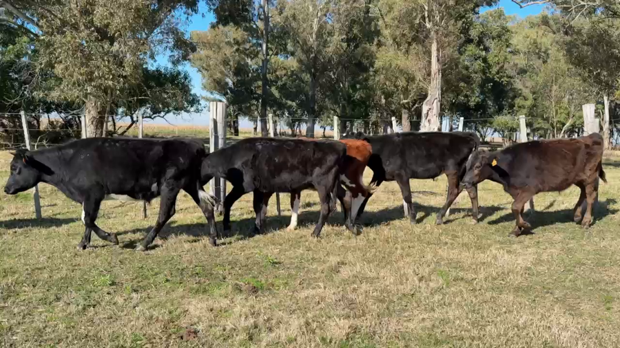 Lote NOVILLOS 1 a 2 AÑOS