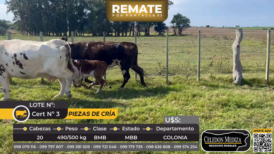 Lote 20 Piezas de cría en Santa Rosa, a 10 km de radial Conchillas, Colonia