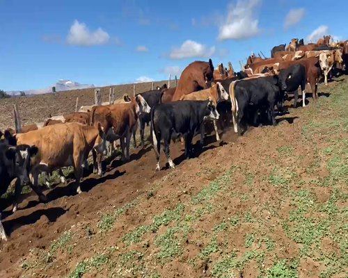 Lote 50 Novillo Engorda en Coyhaique, XI Región Aysén