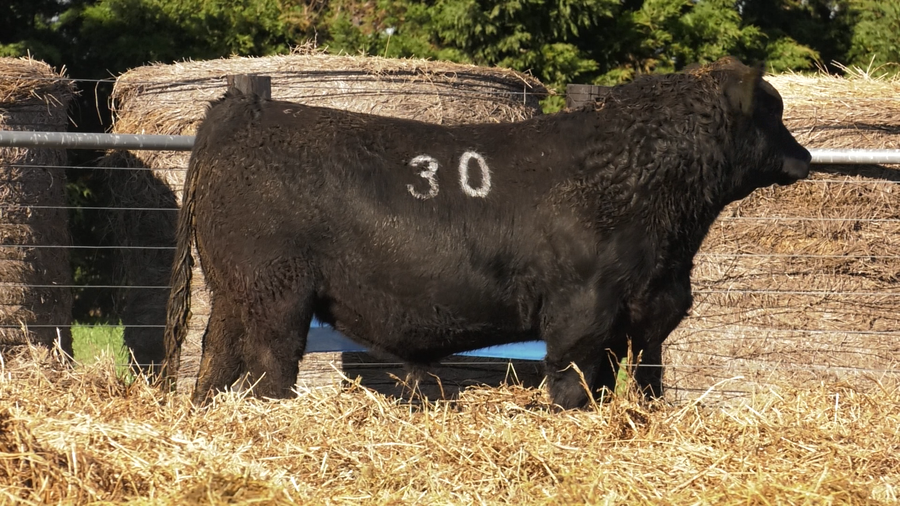 Lote TOROS ANGUS PURO CONTROLADO