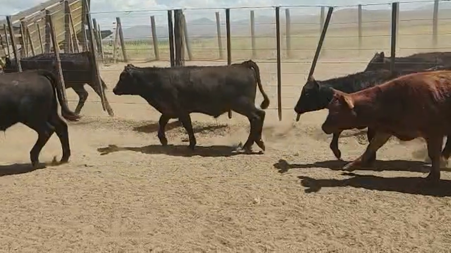 Lote 131 TERNEROS  EN SIERRA DE LA VENTANA
