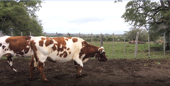 Lote 11 Vacas de Invernada en San José