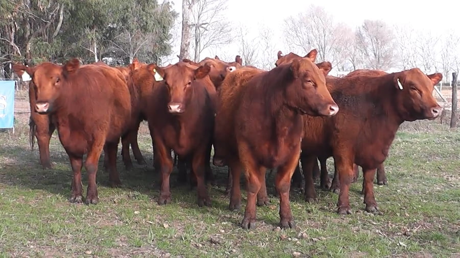 Lote VAQUILLONAS MAS PREÑADAS