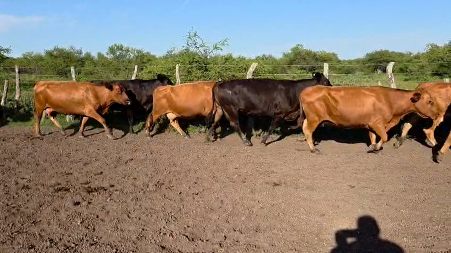 Lote 32 Vacas de invernar en Corrientes, Curuzu Cuatia