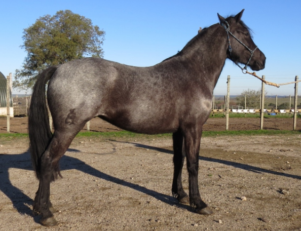 Lote PANTERA NEGRA LA FLECHILLA