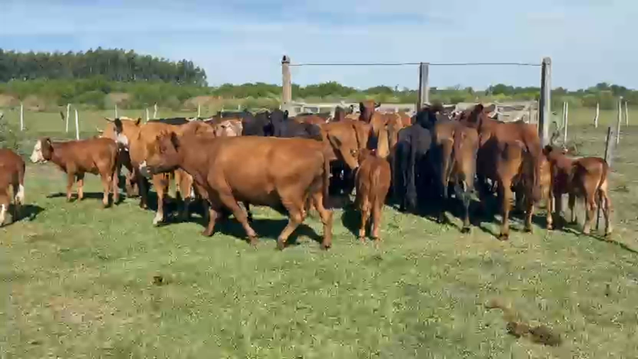 Lote 48 Vacas CUT con cría