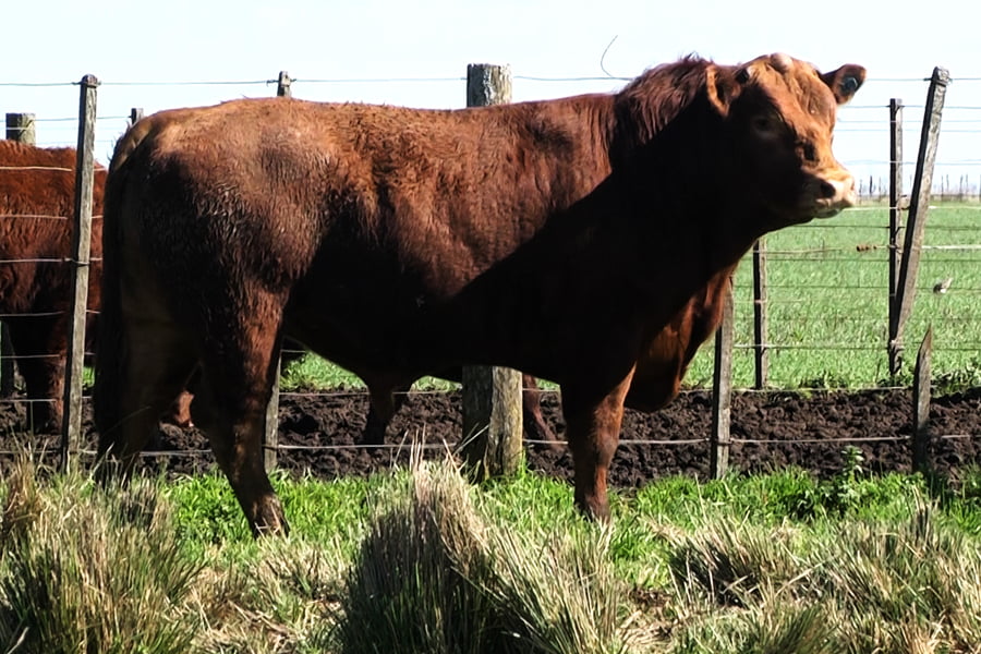 Lote Toros PC