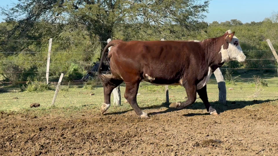 Lote 29 Faena