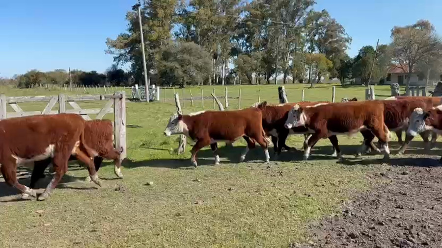 Lote 50 Novillitos