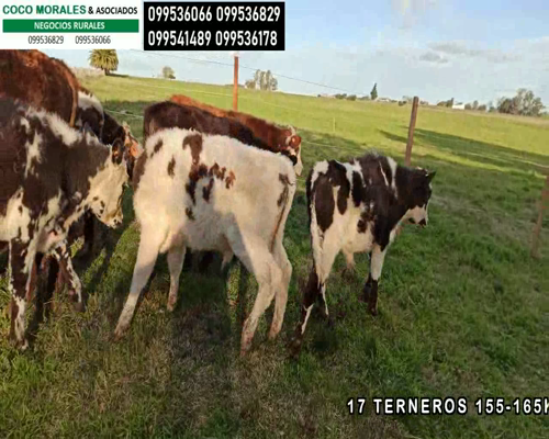 Lote 17 Terneros en Col.Larrañaga, Soriano