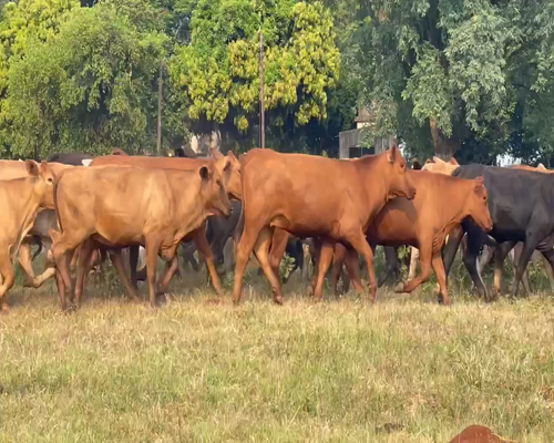 Lote 140 Vaquillonas en Ituzaingó, Corrientes