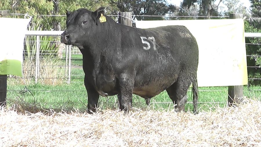 Lote TOROS ANGUS PUROS CONTROLADOS