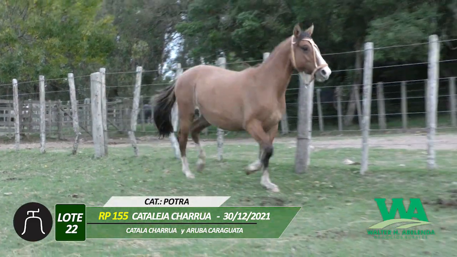 Lote CARALEJA CHARRUA